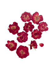 Load image into Gallery viewer, Getrocknete Blumen
